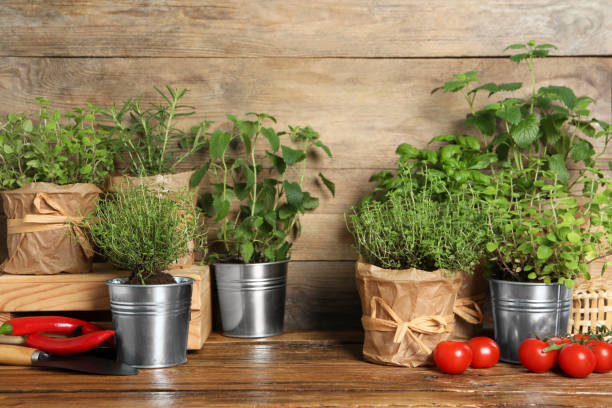 istock Different aromatic potted herbs, chili peppers and tomatoes on wooden table 1499839809