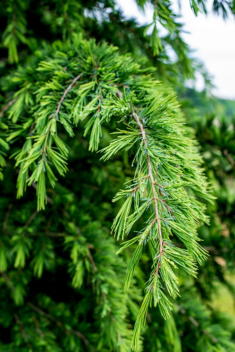 Himalayan cedar (Cedrus deodara). Young bright green needles of Himalayan cedar Cedrus Deodara