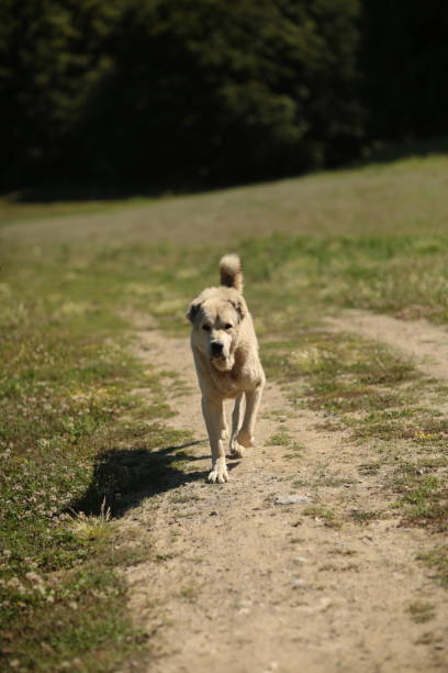 istock shepherd dog guarding the herd 1499842791