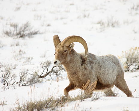 Bighorn Sheep Ram, Ovis O. canadensis, National Elk Refuge, Jackson Wyoming, February 5, 2011.