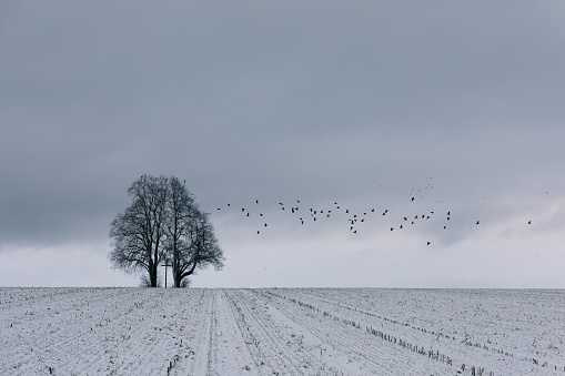 A tranquil winter scene featuring a flock of birds soaring in the sky above a snow-covered field and a single tree