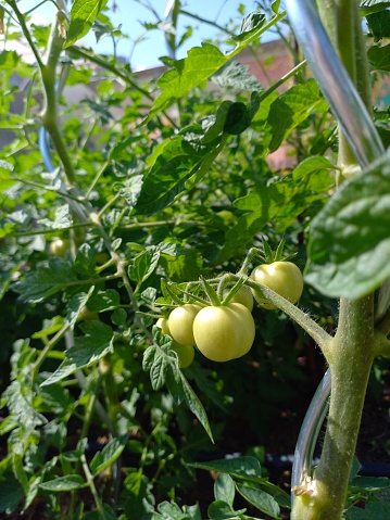Mobile shot tomato not ripe plant selfgrown community garden botany nature love