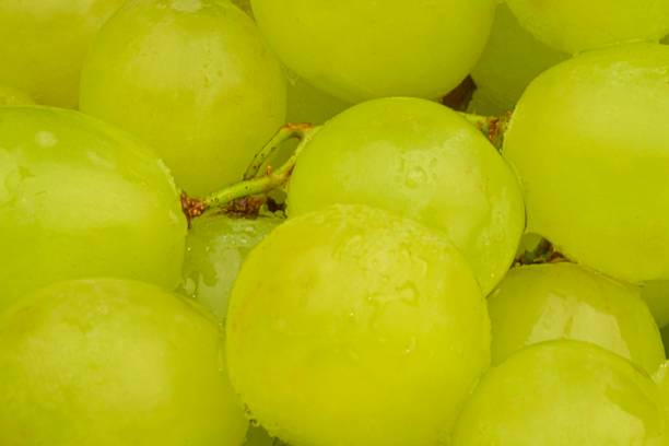 Ripe green grapes. Close-up of fresh green grapes with water drops. Macro horizontal image. stock photo