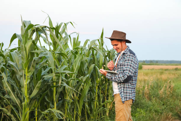 tavoletta agro tech. coltivatore di mais maschio calmo caucasico in tuta cammina lungo il campo di mais con tablet pc in mano. spazio di copia - ipad farmer agronomy pc foto e immagini stock