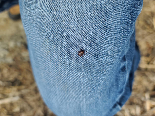 istock A deer tick on a leg 1499846315