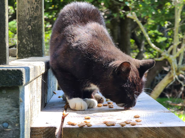 istock Stray cat eating treats 1499846619