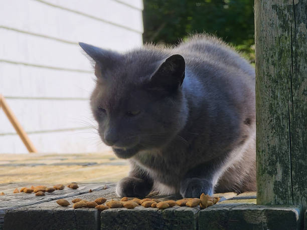 istock Stray cat eating treats 1499846637