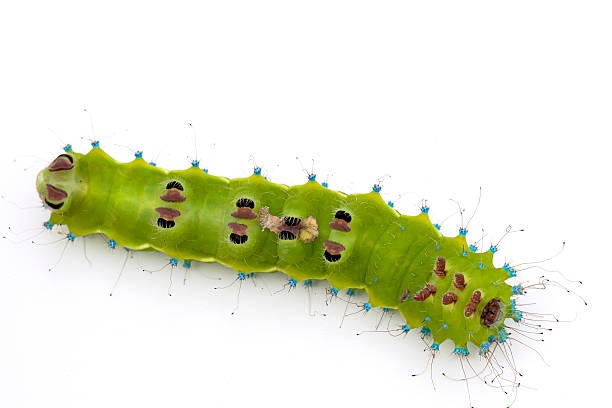 istock Huge emerald green caterpillar upside down 149984824