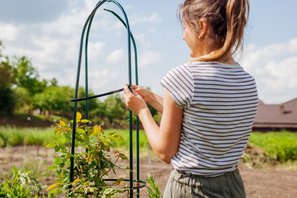 istock Young woman gardener assembles metal obelisk for climbing rose support in spring garden. Installing columnar trellis 1499849069