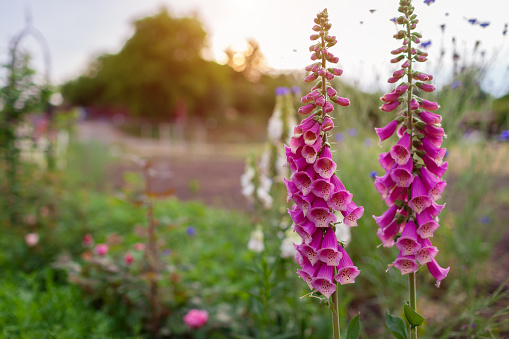 Close up of bright pink foxglove flowers blooming in summer garden at sunset. Digitalis in blossom. Magenta blooms with dark dots inside. Floral background. Space