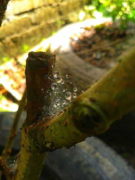 istock Tree trunk and branch with water droplets 1499850461