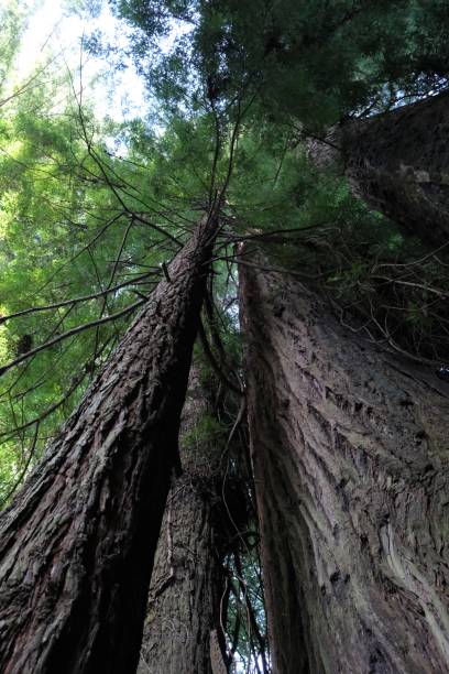 istock Avenue of the Giants, Redwoods NP 1499850979