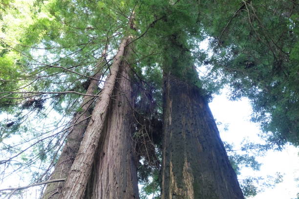 istock Avenue of the Giants, Redwoods NP 1499850981