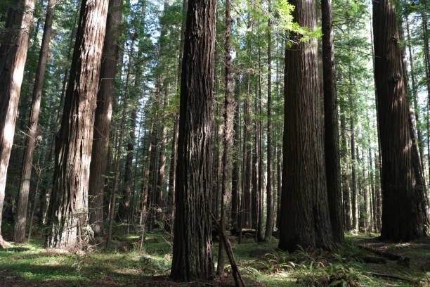 istock Avenue of the Giants, Redwoods NP 1499851556