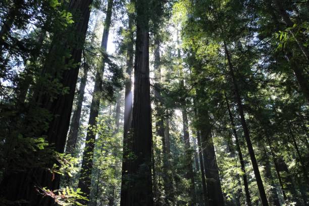 istock Avenue of the Giants, Redwoods NP 1499851577