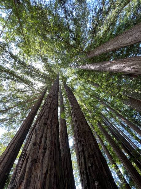 istock look up at the treetops 1499851753