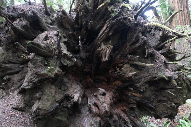 istock Avenue of the Giants, Redwoods NP 1499851891