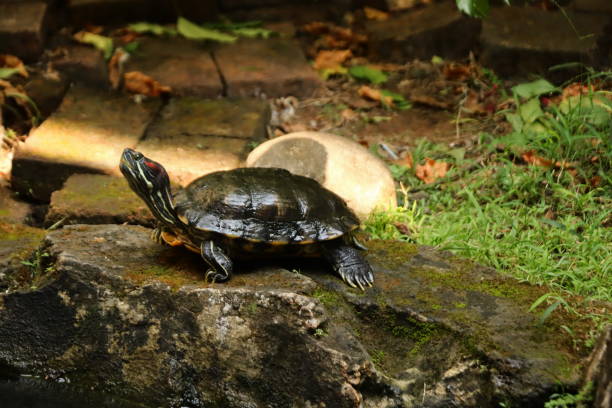 istock turtle on the edge of the pond 1499852056