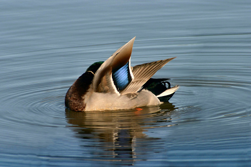 A Mallard duck preening his feathers