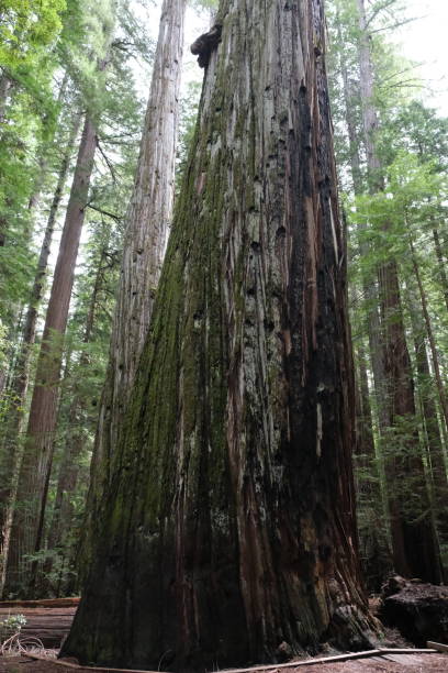 istock Avenue of the Giants, Redwoods NP 1499852239