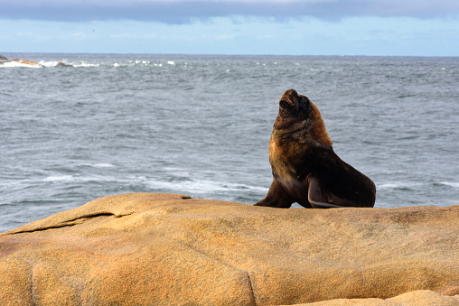 A large male sea lion (Otaria flavescens) resting at Cabo Polonio off the coast of Uruguay