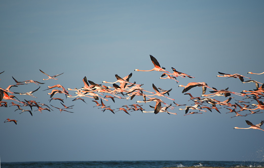 BIRDS- A Large format image of a beautifully colorful flock of Flamingoes flying over the sea off the remote island of Mayaguana in the Bahamas.