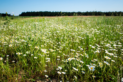 Daisy field background and azure sky