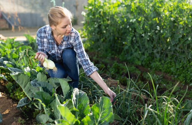 Woman harvesting green onion