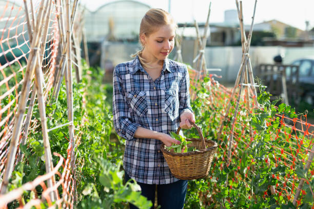 istock Woman picking green beans 1499855867