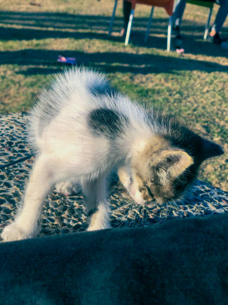 istock Kitten play, a glimpse into the world of growth and exploration 1499857043