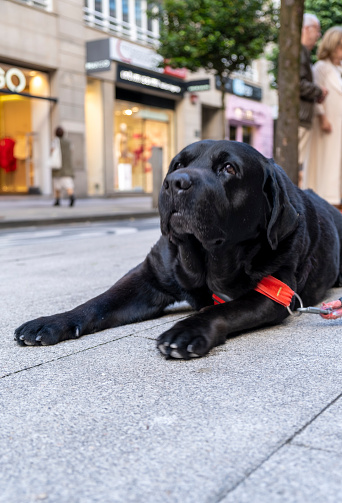 Portrait of black Labrador Retriever. Dog lying on the ground. Street scene