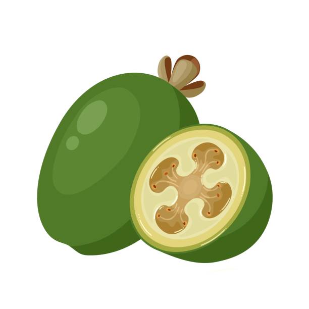 Feijoa fruit Vector illustration, feijoa or Acca sellowiana, isolated on white background. pineapple guava stock illustrations