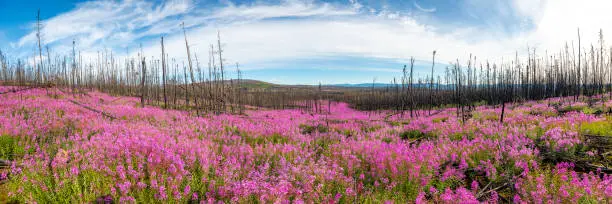 Panoramic view of Canadian landscape in summer time with beautiful pink wild Fireweed flowers blooming across the sub-arctic landscape with road and lake in view.