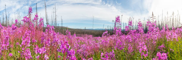 istock Scenic landscape views in Yukon Territory, Canada in panorama, panoramic view fall 1499861752