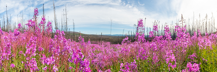 Panoramic view of Canadian landscape in summer time with beautiful pink wild Fireweed flowers blooming across the sub-arctic landscape with road and lake in view.