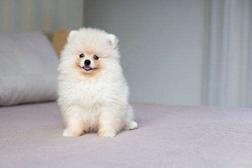 Dog of the German Spitz breed on the bed, cute pet