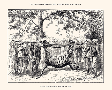 Tiger shooting  in 1887 - The arrival in camp. Vintage engraving circa late 19th century. Digital restoration by pictore