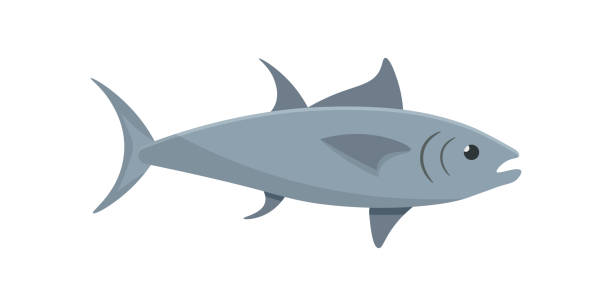 illustrazioni stock, clip art, cartoni animati e icone di tendenza di tonno, un pesce di mare e dell'oceano con coda e pinne, animale marino per la pesca industriale - catch of fish fish tuna sea bream