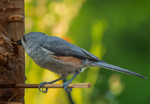 A Tufted Titmouse on the bird feeder
