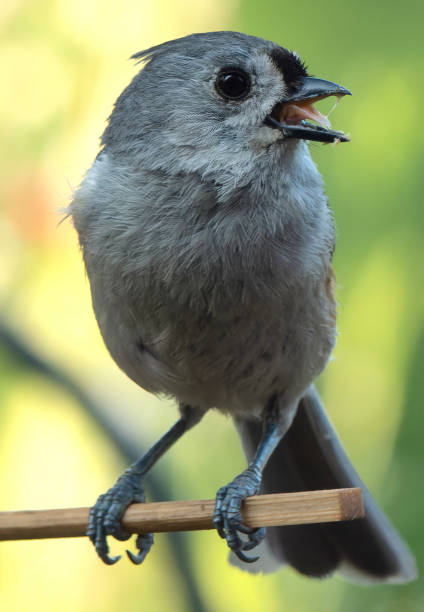 istock A  Northern Mockingbird on the bird feeder 1499868966