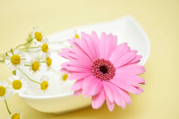 istock Pink gerbera flowers. 1499870642