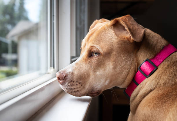 istock Sad dog looking out of the window. 1499870801