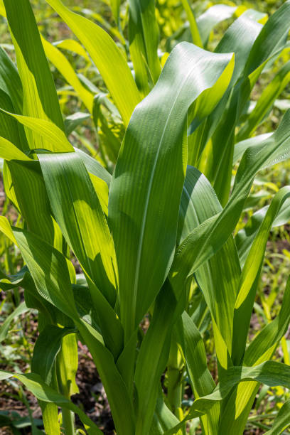 istock Close-up of corn leaves in cornfield. Vertical 1499875153