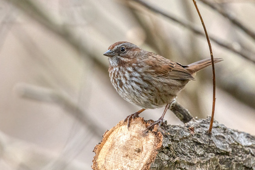 Song Sparrow perched on a tree