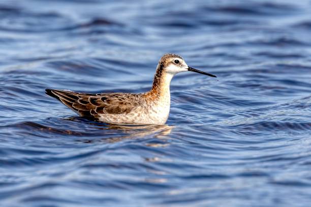 istock female Wilson's Phalarope, Burnaby, BC, Canada 1499875291