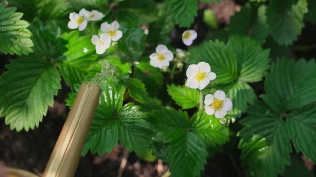 Vegetable garden care. Watering strawberry during flowering.
