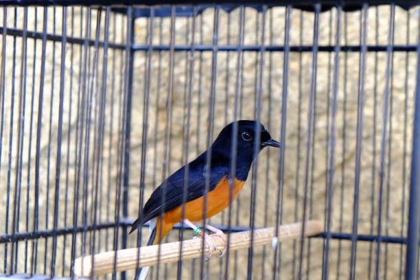 istock Beautiful magpie in the cage 1499876772