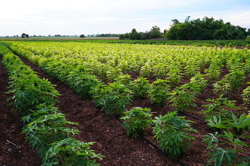 There are many cassava trees planted in rows. Its located in East of Thailand