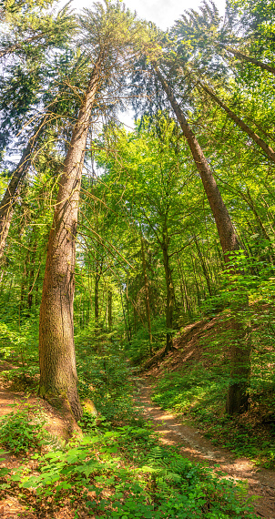 Copertina Con Magica Foresta Fiabesca Incantata Con Felci Muschio