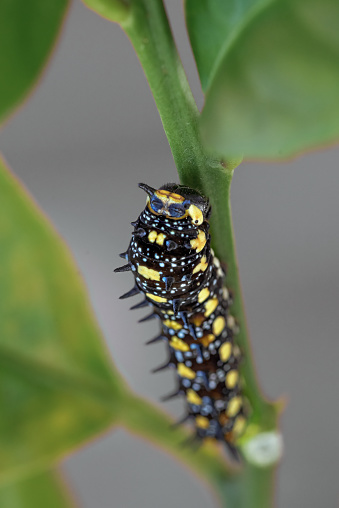 Black spiked caterpillar with yellow spots crawling on a lemon leaf